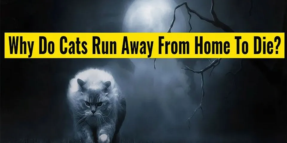 Zašto mačke bježe kada uginu